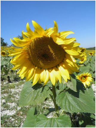 tournesols lotois